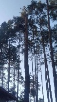 Разное объявление но. 593631: Спил дерев у Києві та Київській області.