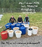 Работа за рубежом объявление но. 258259: Рабочий на сбор лесных ягод в Финляндии на сезон