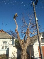 Разное объявление но. 586225: Обрізання та видалення дерев Київ