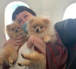 Delivery Animal — это команда специалистов с многолетним опытом в перевозке животных по всему миру.  За 7 лет успешной работы на международном рынке мы завоевали доверие более 10 000 владельцев питомц ...