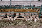 Обучение, тренинг, консалинг объявление но. 668109: Онлайн курс по откорму баранов для начинающих