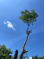 Разное объявление но. 596791: Спил дерев на ділянці та дачі Києві та Київській області.