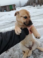 Ищут разовую работу объявление но. 659984: @Sachakrasa Молоденькая и азартная! Буду только 2 дня! Госпожа.  И не только.  29 ЛЕТ.  5000