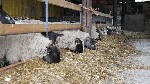 Обучение, тренинг, консалинг объявление но. 668110: Қой бордақылау онлайн курстарын бастаушыларға арнап жүргіземін