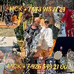 Требуются объявление но. 665048: Сильная Порча На Одиночество ( Венчан