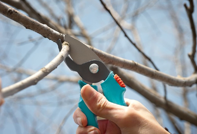 обрезание веток плодовых деревьев