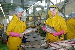 Сезонная работа объявление но. 394669: Требуются рыбообработчики и рыбаки Камчатка, Сахалин, Курилы. Путина 2019 г.