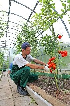 Разное объявление но. 451307: Срочно требуется рабочий теплицы