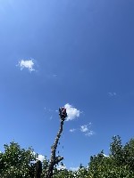 Вам необхідні послуги зі спилювання дерев в Києві? Тоді ви прийшли по адресу.  Спил дерев у Києві та Київській області,  останнім часом набирає все більшої актуальності та стає все більш затребуваним. ...