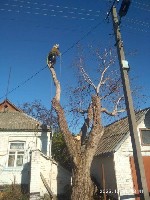 Разное объявление но. 586946: Спил дерев у Києві за вигідною ціною.